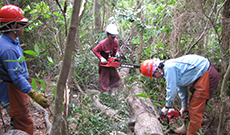 宮古島 森林組合 | 森林整備事業